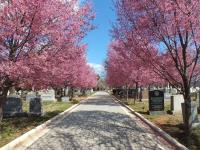 Congressional Cemetery image 7